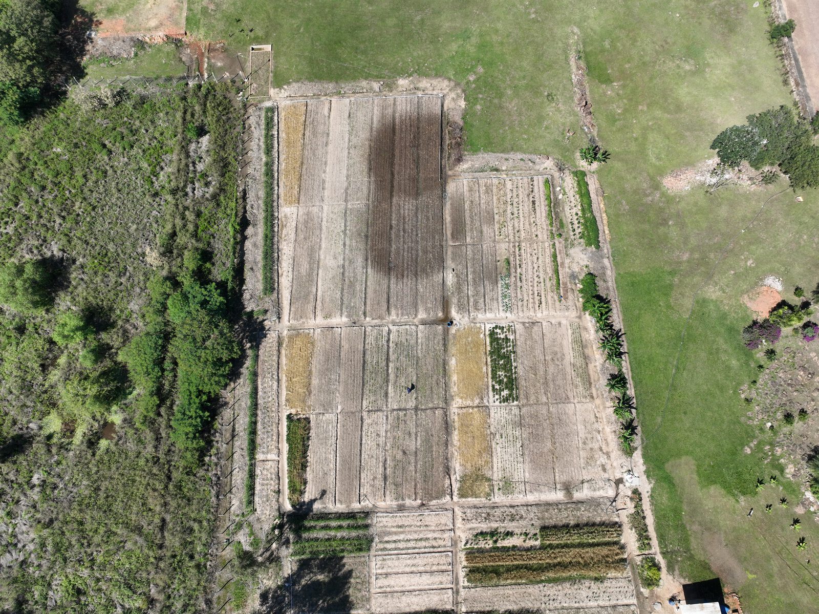 Vista aérea de las parcelas de ensayo a campo